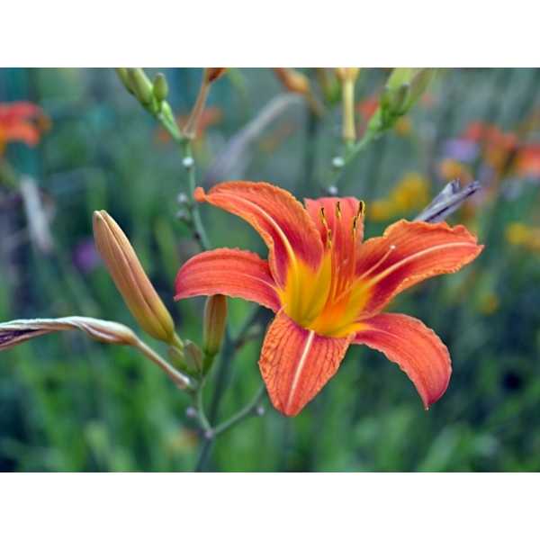 Daylily