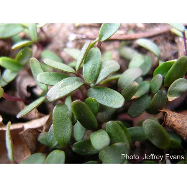 Garlic mustard seedlings close up