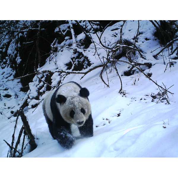 Panda captured by camera trap