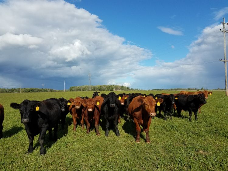 Cows in Lake City