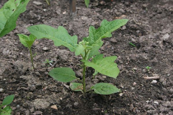 The photo is of a small horsenettle plant growing in the field.  It has green, alternate, egg-shaped, lobed leaves.