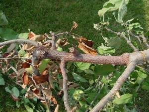 Southwest Michigan apple maturity report – Oct. 10, 2018