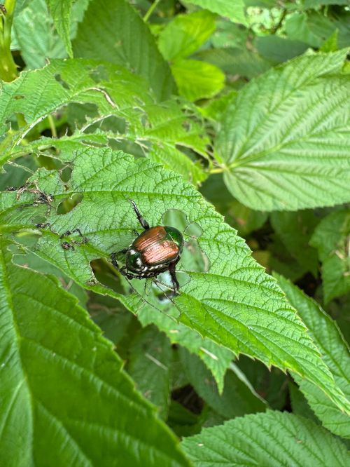 shiny beetle on a green raspberry lear