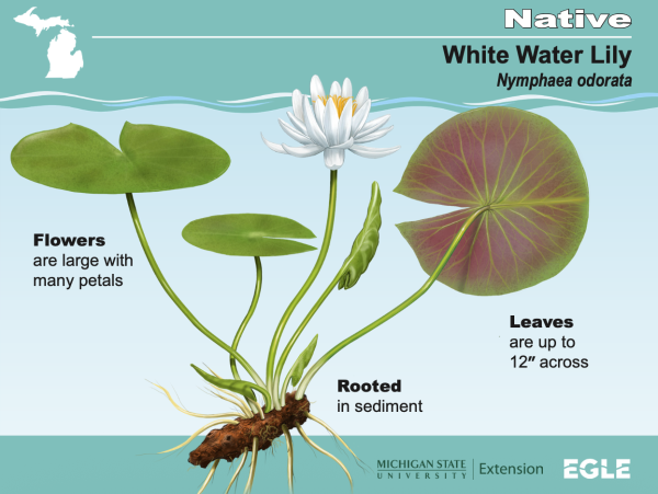Cover image shares diagram of a native aquatic plant, White Water Lily. Diagram illustrates an aquatic plant with large flowers that have many petals and leaves that can reach up to 12 inches across. White water lily plants grow rooted in sediment.
