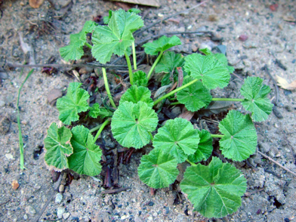 Common mallow growing prostrate along the ground, with round leaves that are shallowly lobed and have toothed edges.