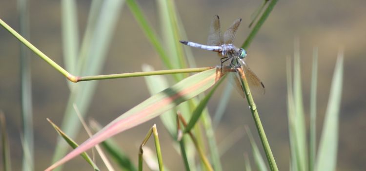 Dragonfly near pond. Michigan State University Extension