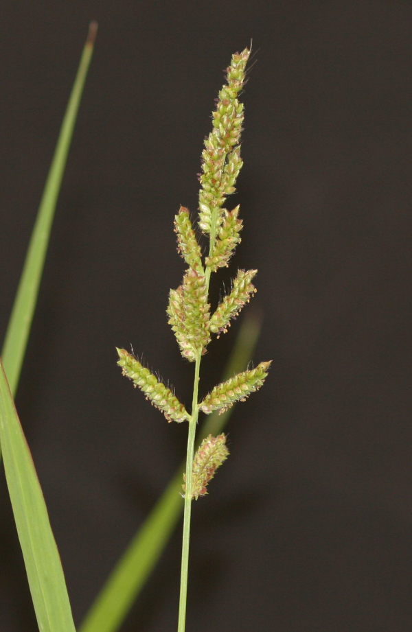 Image of a seed head of barnyardgrass, Echinochloa crusgalli.