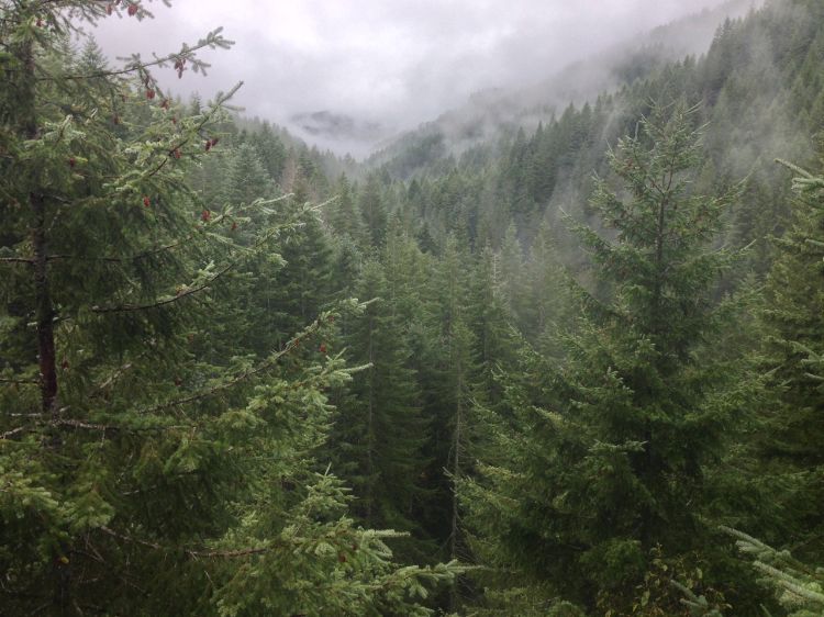 A misty forest filled with tall evergreen trees, fading into the background with a gray sky above.