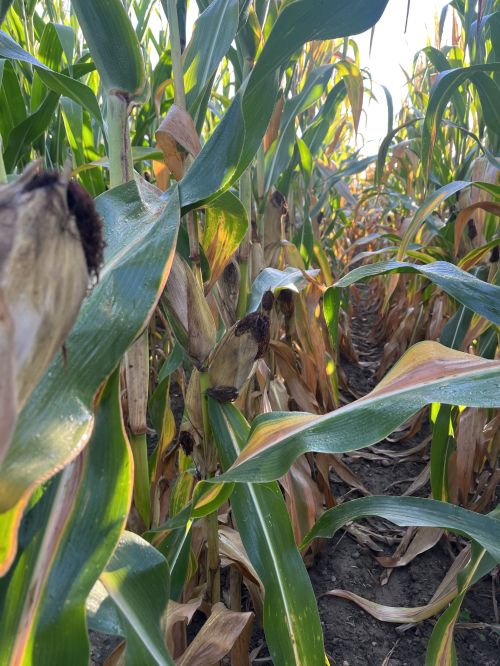 A corn field.
