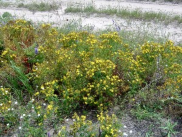 The photo is of a common St. Johnswort plant in the field with green leaves and yellow flowers.