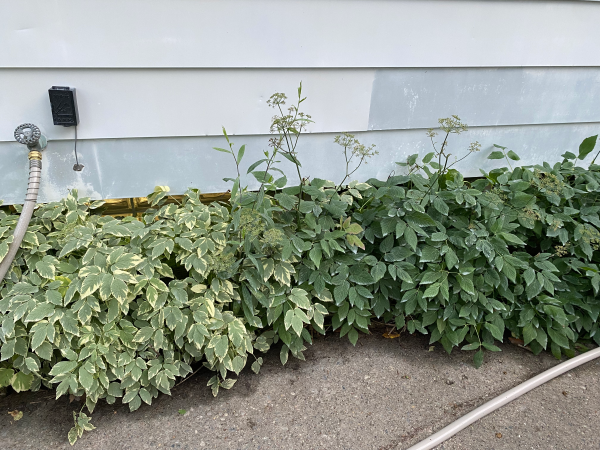 The photo is of goutweed plants growing along the foundation of a house.  The plants have variegated leaves and white flowers.