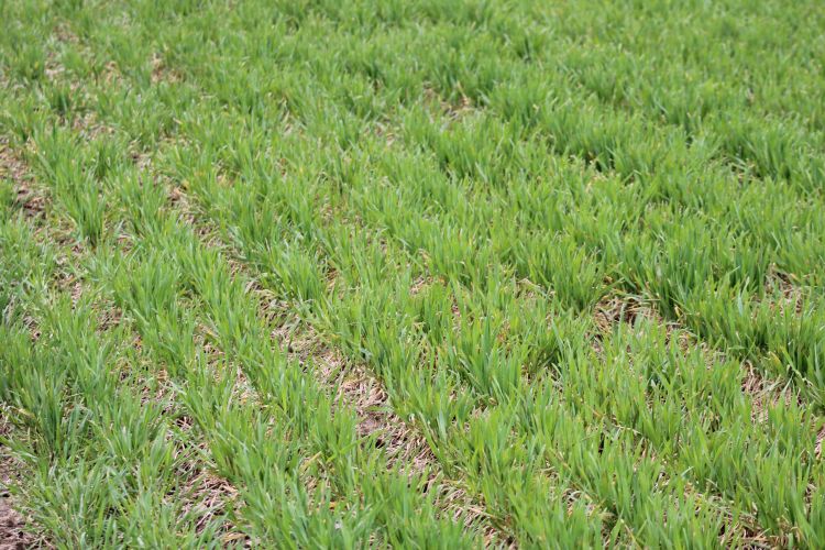 Wheat field