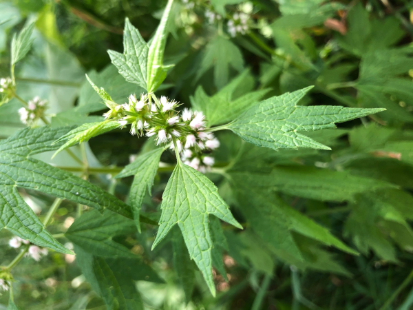 The image is of a motherwort plant's upper leaves and flowers.  Leaves have 3 lobes and a few coarse teeth.  Flowers are white to pink tubes that occur in whorls around the stem.