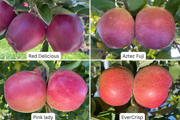 Golden Delicious, Red Delicious, Idared, and Pink Lady apple fruit