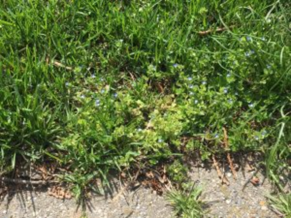 The photo shows corn speedwell growing in the lawn.