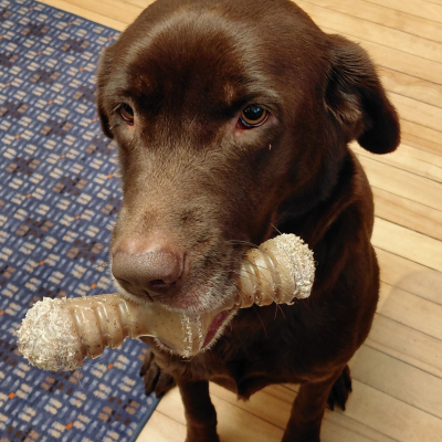 Opal the Retriever
