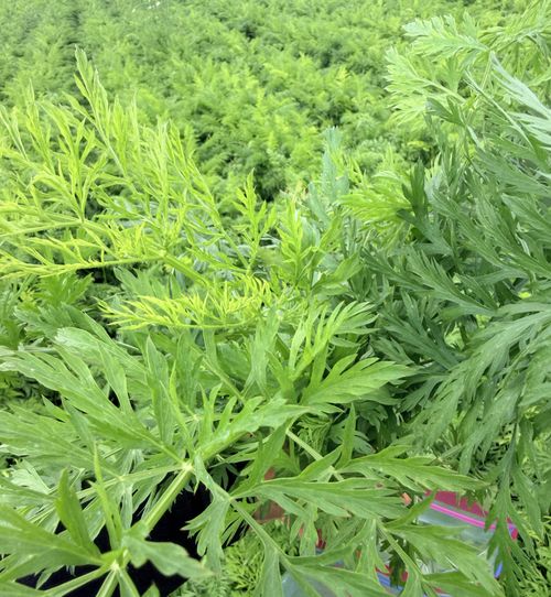 Carrot foliage showing chlorosis and leaf deformation on the young leaves that was caused by Alfalfa mosaic virus.