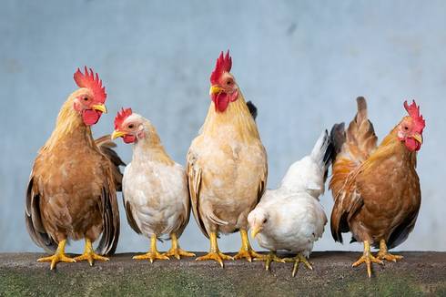 Image of five chickens