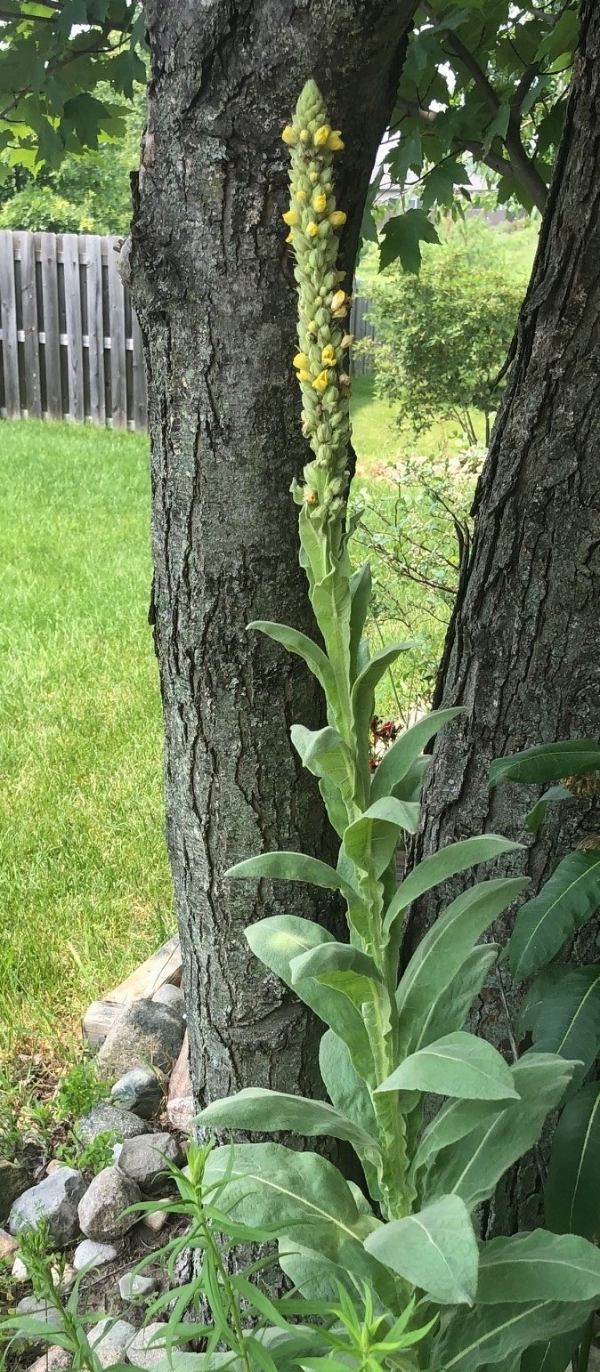The photo is of a common mullein plant.  The plant has a tall yellow flower on a terminal spike.  The leaves are green, oblong, and covered with dense hairs on both sides.
