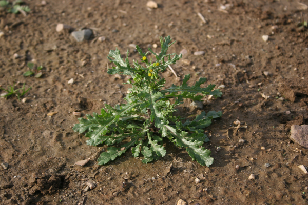 common groundsel plant with green, irregular lobes.  The plant in the photo is approximately 6 inches tall.