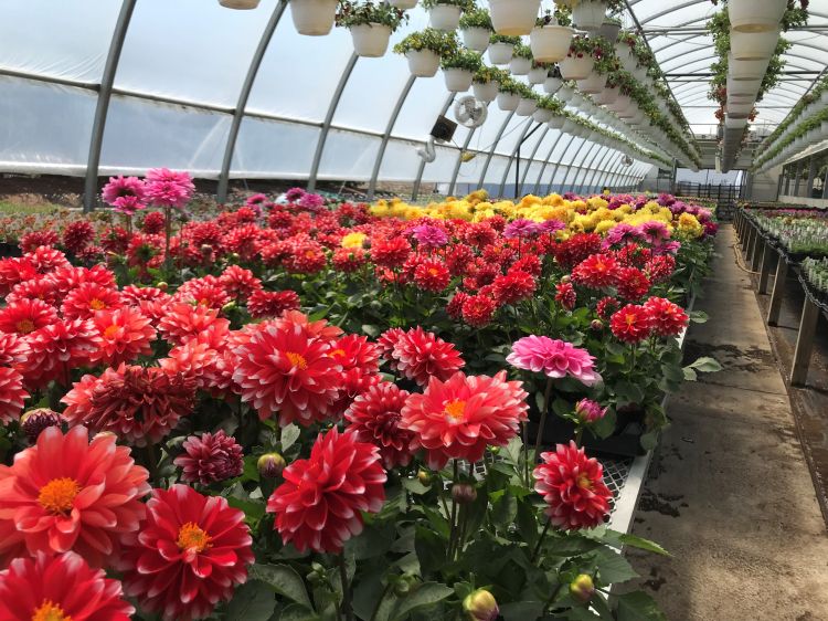 Greenhouse plants growing in a greenhouse.