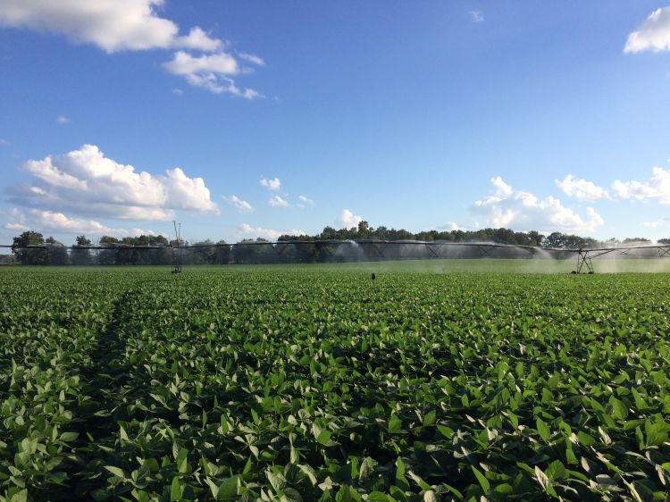 green field with irrigation