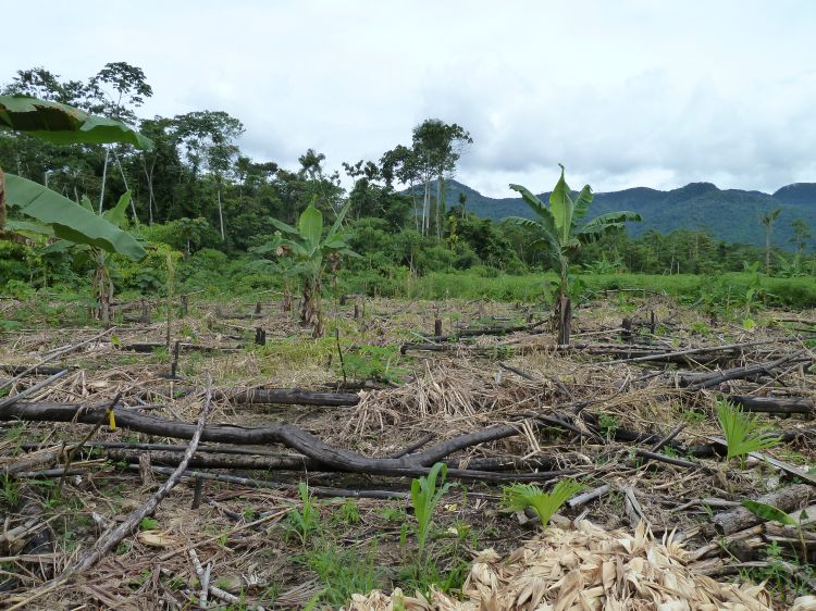Young plants grow in a cleared field with dried branches and vegetation, surrounded by forest and distant mountains under a cloudy sky.