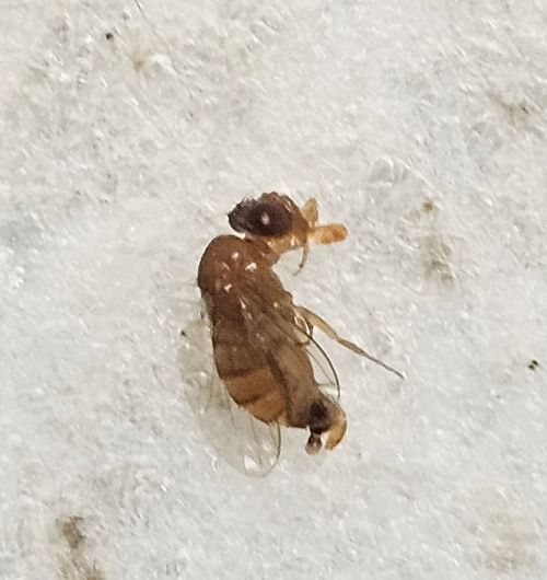 A dead insect.