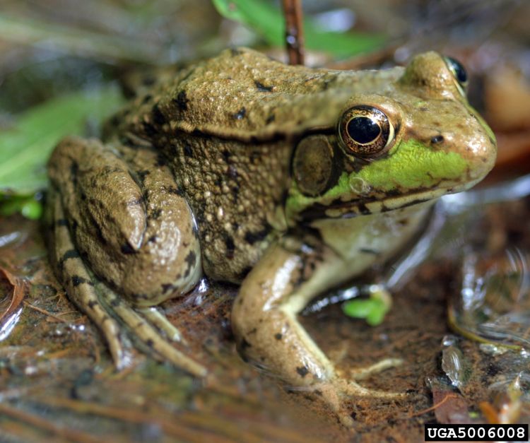 Green frog