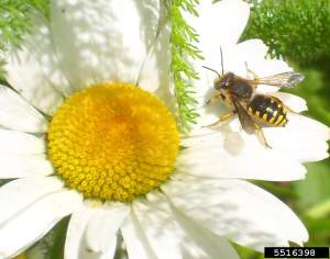 Michigan insects in the garden – Season 2 Week 6: Wool carder bees