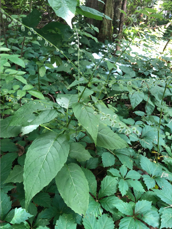 A photo of enchanter's nightshade with leaves that are oblong with toothed edges.