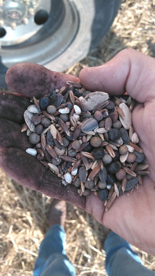 hand holding seeds in different colors of gray, white and black