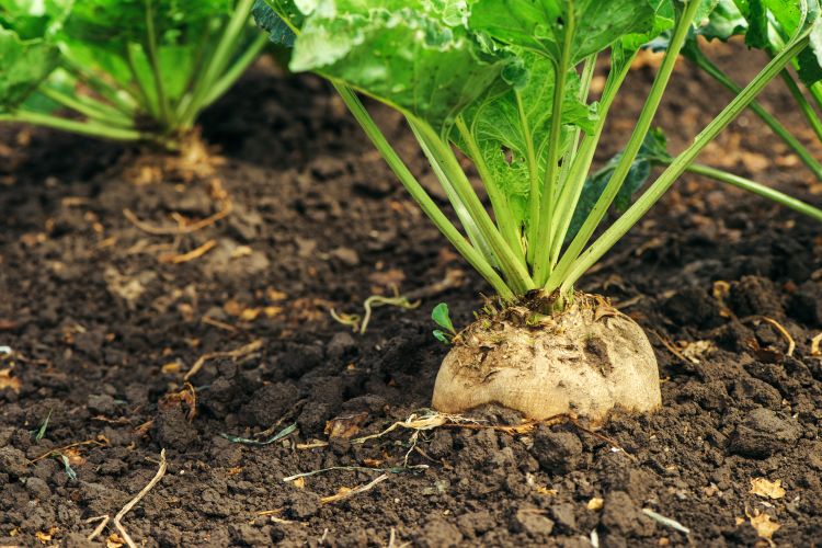white sugarbeet with green top growing in black dirt