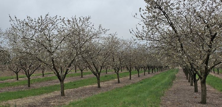 Cherry orchard.