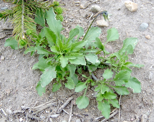 The photo is of a field violet plant growing near an evergreen tree.  It has green leaves that are oval with round, toothed margins.