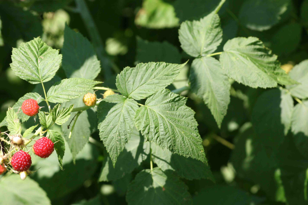 Bramble plant showing leaves and red fruit.