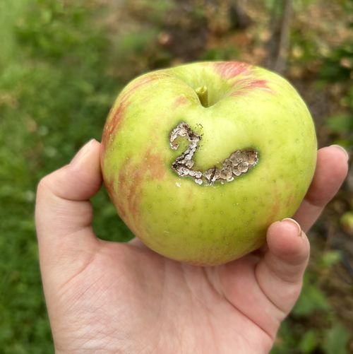 An apple with leafroller feeding damage.
