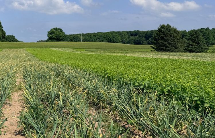 Strips of cover crops in garlic alleyways.