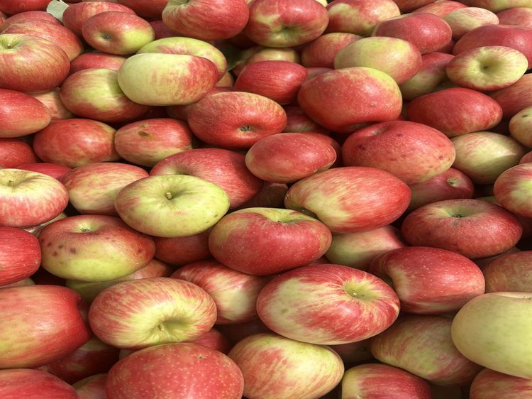 Honeycrisp apples in a bin.