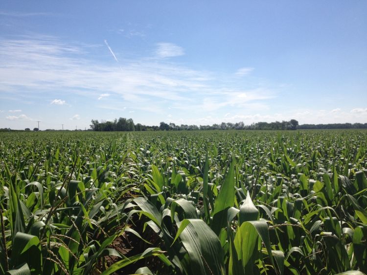 green field of corn with blue sky