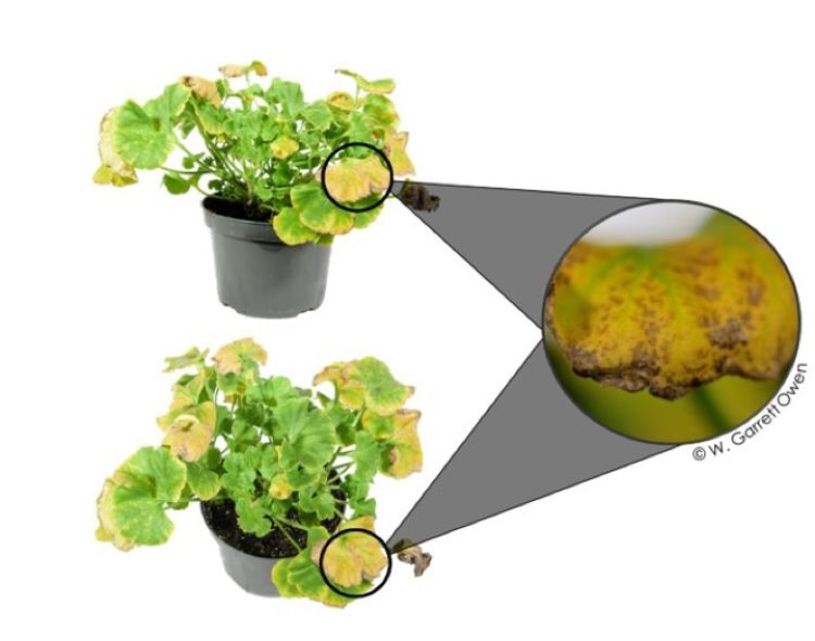 Abiotic disorder on geranium plant.