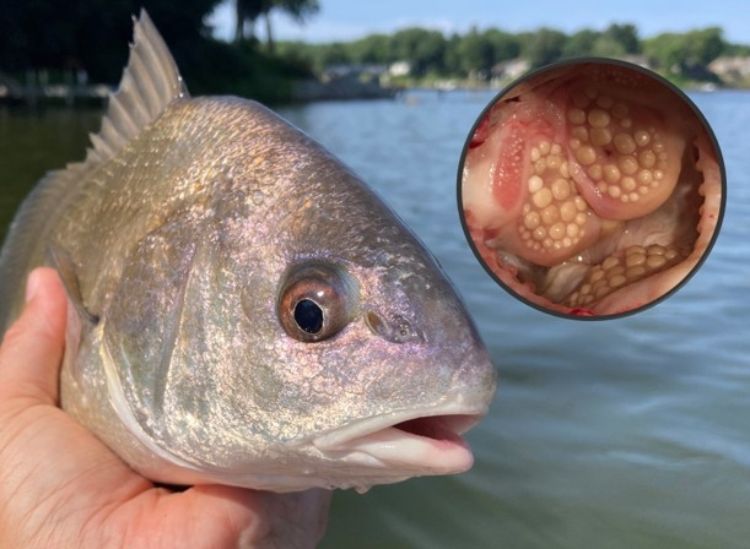 A person holds a fish so it is facing the camera for a close up. An inset picture shows the inside of the fish's mouth and the teeth located at the back of the throat.