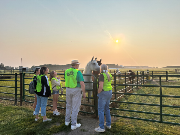 four people stand by a gate petting a brown horse and a white horse