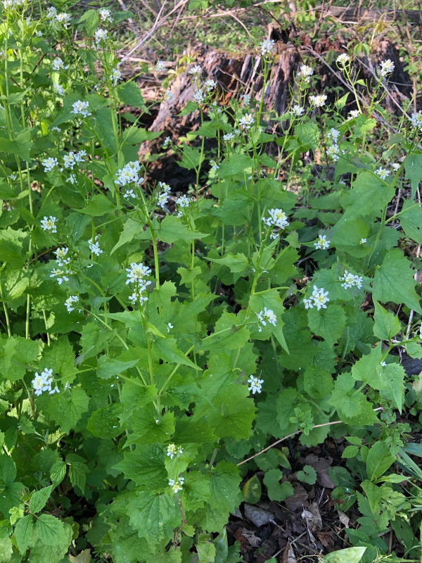 The photo is of garlic mustard plants with white flowers growing in a wooded area.