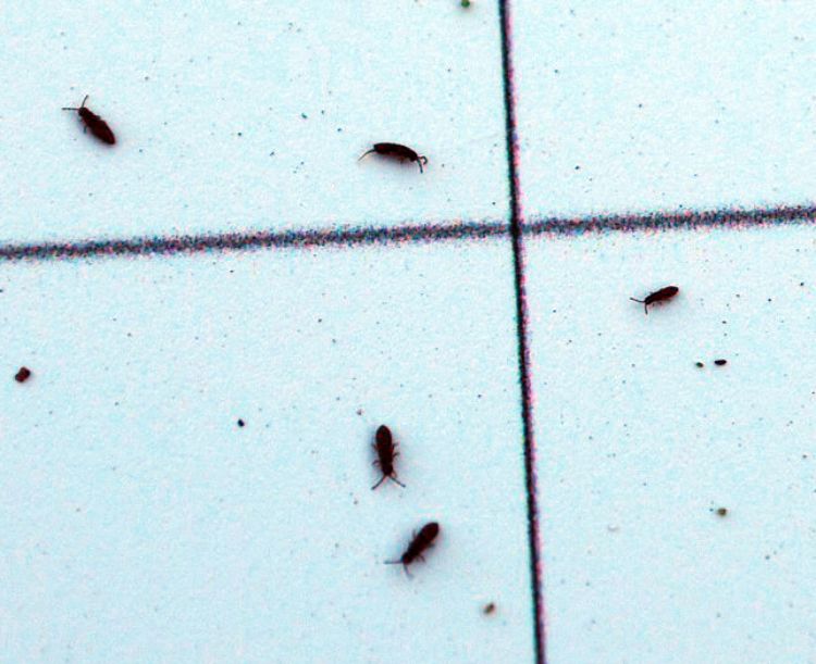 Close-up of springtails on a scouting board. Photo by Jill O'Donnell, Michigan State University Extension