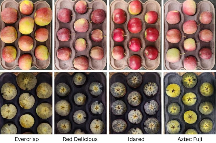 four trays holding whole apples arranged in rows above four trays holding apples cut in half