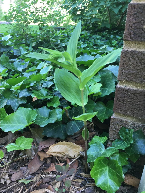 Broadleaf helleborine plant growing in a landscape bed containing ivy.  Leaves are green, alternate, and clasp around the stem.