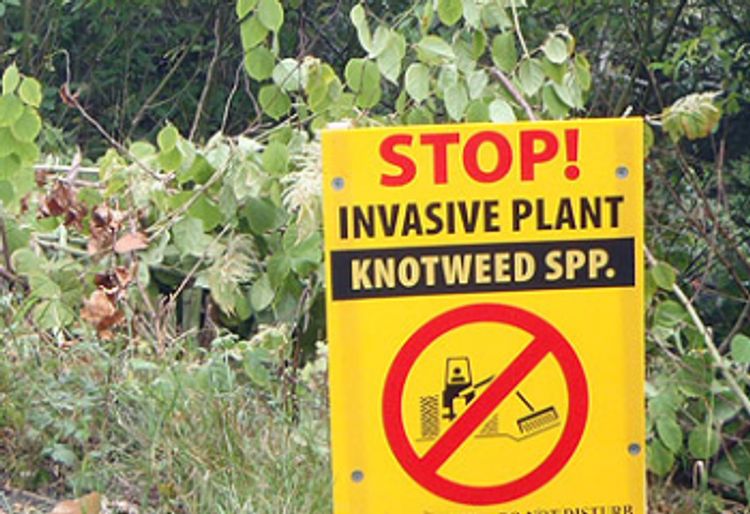 Informational sign regarding a Japanese Knotweed control site in British Columbia. Photo credit: Invasive Species Council of British Columbia.