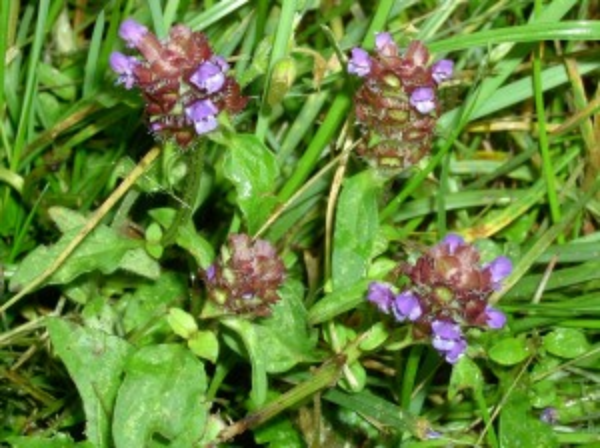 The photo is of a healall plant with purple flowers.