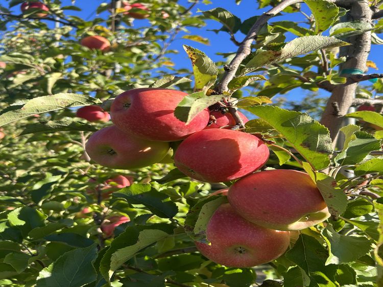 Pink Lady apples are gaining color this week.